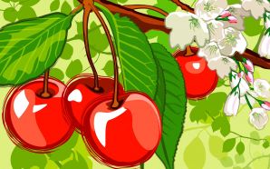 PSD Food illustrations 3164 cherry and cherry blossom