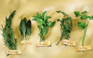 PSD Food illustrations 3191 rosemary sage thaibasil thyme parsley