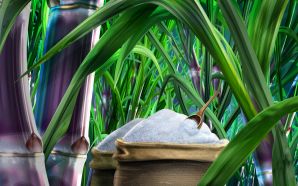 PSD Food illustrations 3127 sugar and sugarcane picture