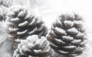 snow pine cone