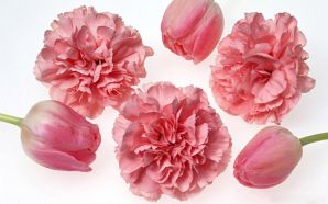 Light Colour Carnations