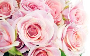 Free Lovely Valentine's Day Pink Rose wallpaper