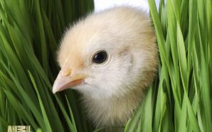 Free Cute Easter Day Chick Picture wallpaper