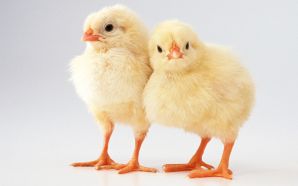 Free Lovely Easter Day Chick Picture wallpaper