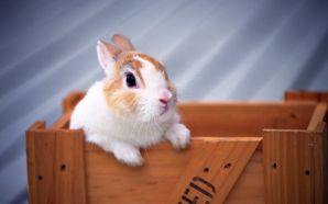 Free Cute Bunny Picture HD wallpaper