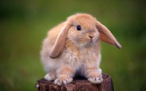 Free Adorable Bunny Picture HD wallpaper