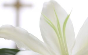 Free Easter Day Lily Wallpaper wallpaper