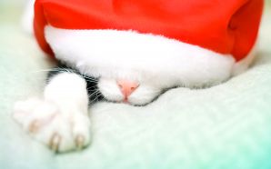 Christmas and Happy New Year - Sweet Kitty