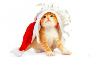 Christmas and Happy New Year - Cat in a Hat