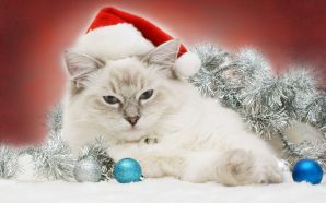 Christmas and Happy New Year - Christmas Cat