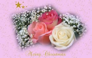 Merry xmas and Happy New Year - Roses for Christmas