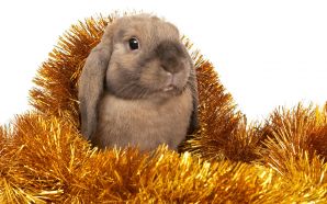 Merry xmas and Happy New Year - Christmas, bunny
