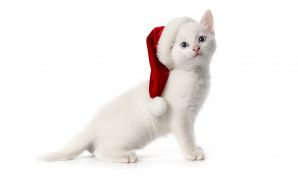 Merry xmas and Happy New Year - Cute Santa Kitten
