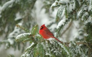 Merry xmas and Happy New Year - Christmas Cardinal