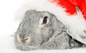 Merry xmas and Happy New Year - Christmas Bunny