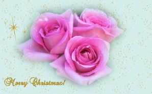 Merry xmas and Happy New Year - Christmas roses