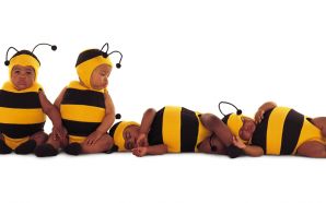 Baby Bees