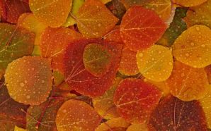 Mac OS X Snow Leopard fall leaves wallpapers