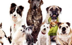 2009 Hotel for Dogs Wallpaper