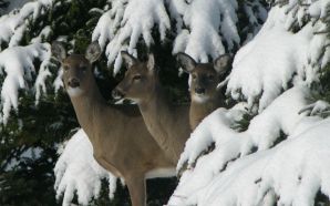 snow and deer