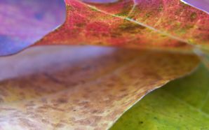 Fall leaf close-up