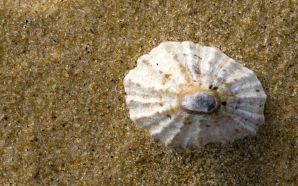 Sea Shell on Beach