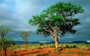 red ground and green tree:African Landscape