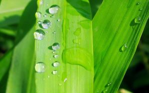 Dewdrop on green leaf wallpapers