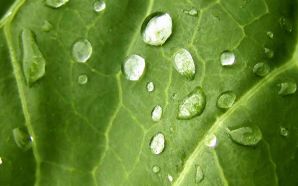 Dewdrop on leaf wallpaper