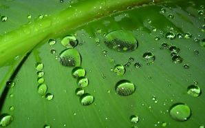 green leaf wallpapers