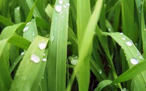 Dewdrop on grass wallpapers