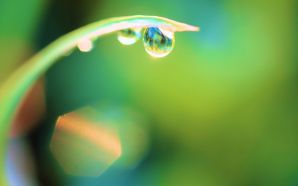 Dewdrop on green grass wallpapers