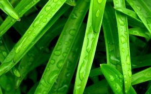 Dewdrop on palm wallpapers
