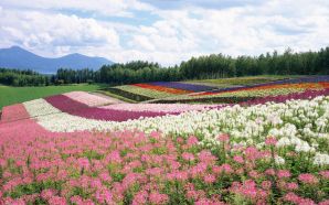 Colorful Flowers in Hokkaido
