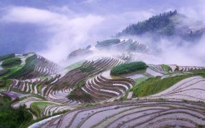 Rice terraces in early morning mist 2C Guangxi Province 2C China