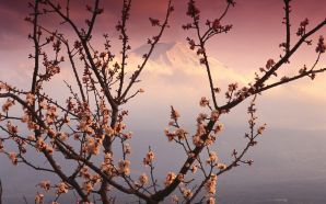 Mount Fuji and Cherry Blossoms 2CJapan