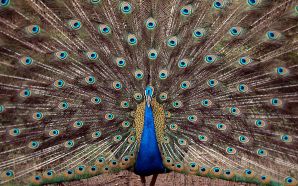 Peacock at Tata Steel Zoological Park in Jamshedpur 2CIndia