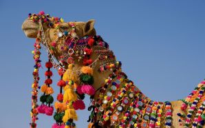 Decorated Camel in the Thar Desert 2C Jaisalmer 2C Rajasthan 2CIndia