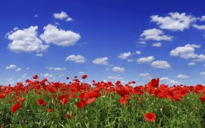 Poppy flower field under blue sky