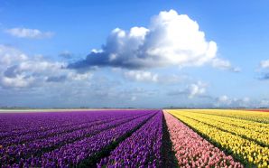 colorful flower field