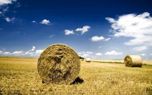field hay wheat haystack