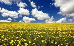 summer flower field and blue sky