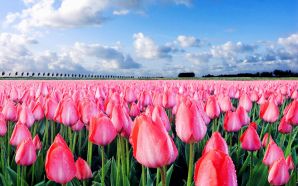 tulip field beneath the blue sky