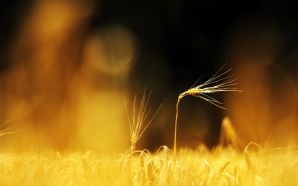 Wheat field landscape picture