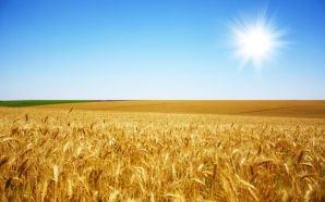 Wheat field landscape picture