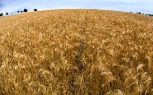 Free wheat field landscape desktop wallpaper