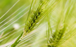 Free wheat field landscape desktop wallpaper