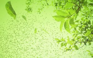 Green and Nature free desktop wallpaper