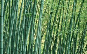 Green bamboo wallpaper