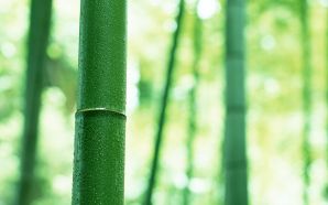 Green bamboo wallpaper